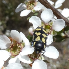 Castiarina octospilota at Borough, NSW - 24 Oct 2023