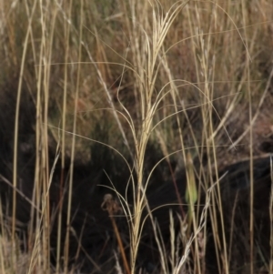 Anthosachne scabra at Bobundara, NSW - 7 Mar 2021