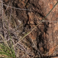 Anthosachne scabra at Bobundara, NSW - 7 Mar 2021