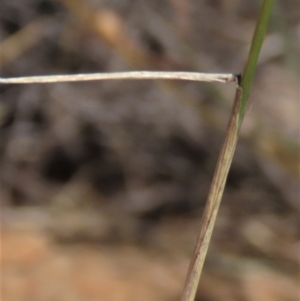 Anthosachne scabra at Bobundara, NSW - 7 Mar 2021