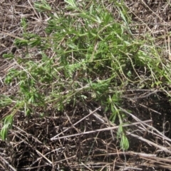 Galium aparine (Goosegrass, Cleavers) at Umbagong District Park - 17 Oct 2023 by pinnaCLE