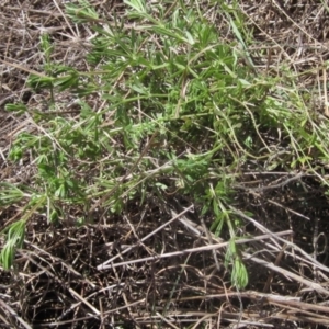 Galium aparine at Macgregor, ACT - 17 Oct 2023 01:30 PM