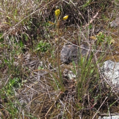 Bulbine bulbosa (Golden Lily) at Umbagong District Park - 17 Oct 2023 by pinnaCLE