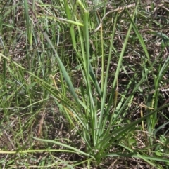 Arthropodium fimbriatum (Nodding Chocolate Lily) at Latham, ACT - 17 Oct 2023 by pinnaCLE