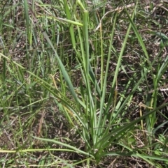 Arthropodium fimbriatum (Nodding Chocolate Lily) at Blue Devil Grassland, Umbagong Park (BDG) - 17 Oct 2023 by pinnaCLE