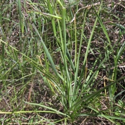 Arthropodium fimbriatum (Nodding Chocolate Lily) at Latham, ACT - 17 Oct 2023 by pinnaCLE