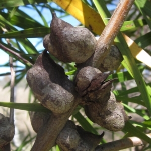 Hakea eriantha at Macgregor, ACT - 17 Oct 2023