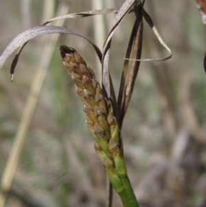 Microtis sp. at Macgregor, ACT - suppressed