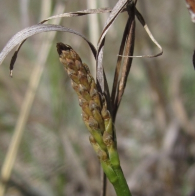 Microtis sp. (Onion Orchid) at Umbagong District Park - 17 Oct 2023 by pinnaCLE