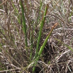 Microtis sp. at Macgregor, ACT - suppressed