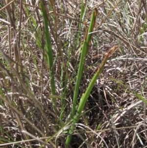 Microtis sp. at Macgregor, ACT - suppressed