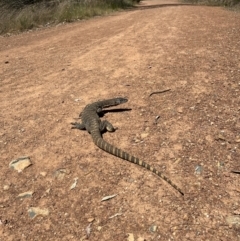 Varanus rosenbergi (Heath or Rosenberg's Monitor) at Mount Ainslie - 26 Oct 2023 by bridgetlunn