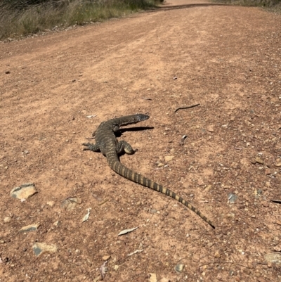 Varanus rosenbergi (Heath or Rosenberg's Monitor) at Mount Ainslie - 26 Oct 2023 by bridgetlunn