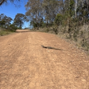 Varanus rosenbergi at Majura, ACT - 26 Oct 2023