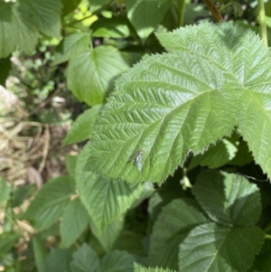 Dolichopodidae (family) at Lyneham, ACT - suppressed