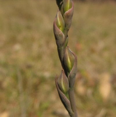 Thelymitra (Genus) (Sun Orchid) at Latham, ACT - 17 Oct 2023 by pinnaCLE