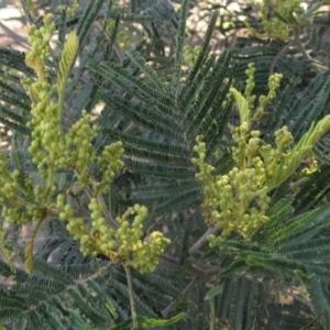 Acacia mearnsii at Macgregor, ACT - 17 Oct 2023