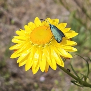 Pollanisus (genus) at Belconnen, ACT - 28 Oct 2023