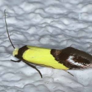 Edosa xystidophora at Ainslie, ACT - 24 Oct 2023