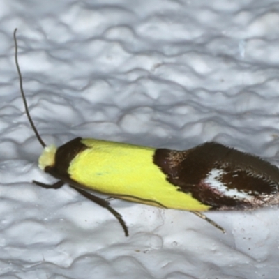 Edosa xystidophora (Tineid moth) at Ainslie, ACT - 24 Oct 2023 by jb2602