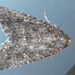 Hypoperigea tonsa (A noctuid moth) at Ainslie, ACT - 24 Oct 2023 by jb2602