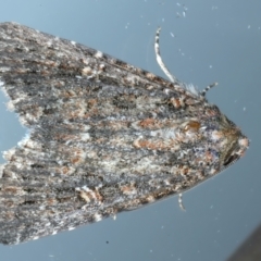 Hypoperigea tonsa (A Noctuid moth (Acronictinae) at Ainslie, ACT - 24 Oct 2023 by jb2602