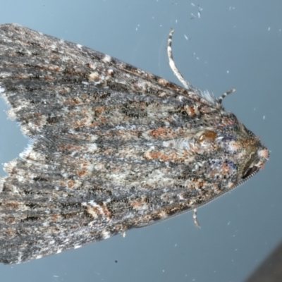 Hypoperigea tonsa (A Noctuid moth (Acronictinae) at Ainslie, ACT - 24 Oct 2023 by jb2602