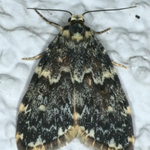 Halone coryphoea at Ainslie, ACT - 24 Oct 2023 09:08 PM