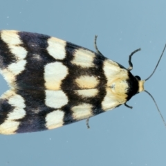 Termessa zonophanes (Double Yellow-patched Footman) at Ainslie, ACT - 24 Oct 2023 by jb2602