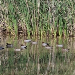 Chenonetta jubata (Australian Wood Duck) at Wodonga - 27 Oct 2023 by KylieWaldon