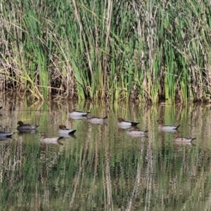 Chenonetta jubata at Bandiana, VIC - 28 Oct 2023 08:50 AM