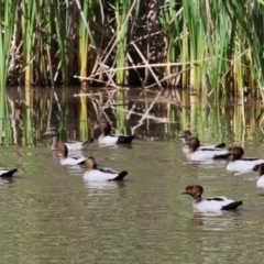 Chenonetta jubata at Bandiana, VIC - 28 Oct 2023