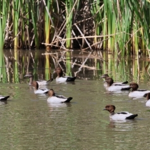 Chenonetta jubata at Bandiana, VIC - 28 Oct 2023