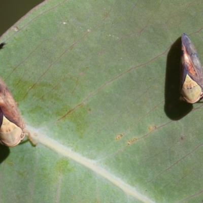 Brunotartessus fulvus (Yellow-headed Leafhopper) at Wodonga - 27 Oct 2023 by KylieWaldon