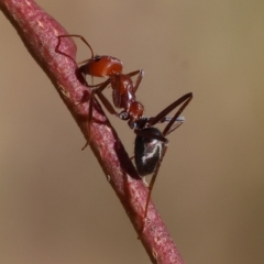 Iridomyrmex purpureus at Wodonga - 27 Oct 2023 by KylieWaldon