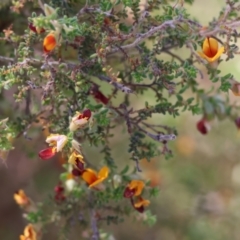 Pultenaea foliolosa at Bandiana, VIC - 28 Oct 2023