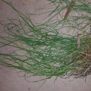 Poa pratensis at Albury - 21 Oct 2023 07:33 PM