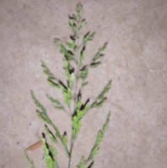 Poa pratensis at Albury - 21 Oct 2023 07:33 PM