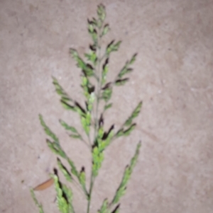 Poa pratensis at Albury - 21 Oct 2023 07:33 PM