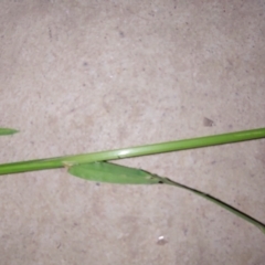 Poa pratensis at Albury - 21 Oct 2023 07:33 PM