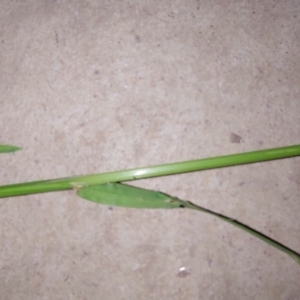 Poa pratensis at Albury - 21 Oct 2023 07:33 PM