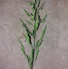 Poa pratensis at Albury - 21 Oct 2023 07:33 PM