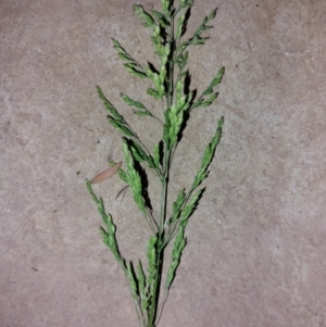 Poa pratensis at Albury - 21 Oct 2023 07:33 PM