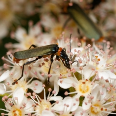 Chauliognathus lugubris (Plague Soldier Beetle) at Downer, ACT - 28 Oct 2023 by RobertD