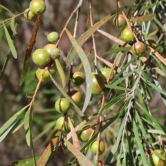 Trichilogaster sp. (genus) (Acacia gall wasp) at Bandiana, VIC - 27 Oct 2023 by KylieWaldon