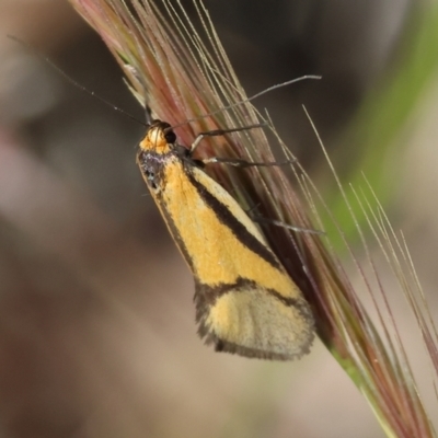 Philobota arabella at Bandiana, VIC - 28 Oct 2023 by KylieWaldon