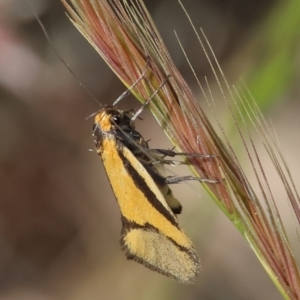 Philobota undescribed species near arabella at Bandiana, VIC - 28 Oct 2023 09:06 AM