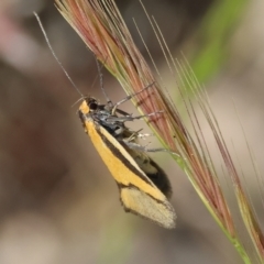 Philobota undescribed species near arabella at Bandiana, VIC - 28 Oct 2023 09:06 AM
