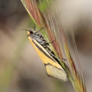 Philobota undescribed species near arabella at Bandiana, VIC - 28 Oct 2023 09:06 AM