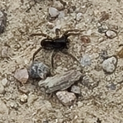 Zodariidae (family) (Unidentified Ant spider or Spotted ground spider) at Mount Taylor - 27 Oct 2023 by galah681